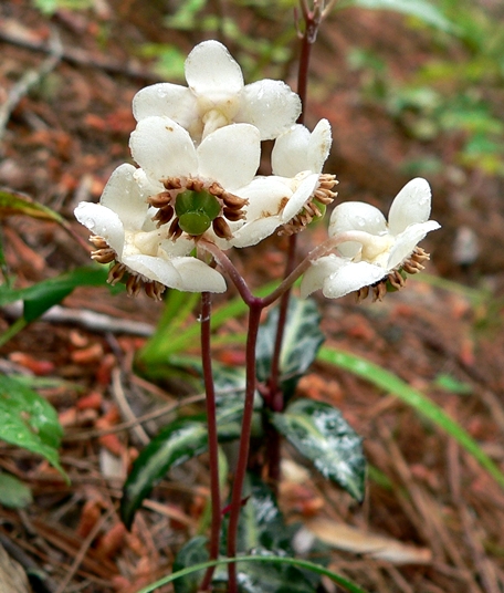 {Chimaphila maculata}